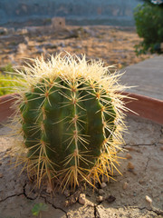 cactus in landscape