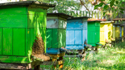 Fototapeta na wymiar Wooden beehives with bees in countryside