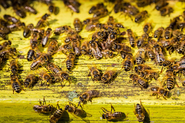 Full of honey beehives in countryside