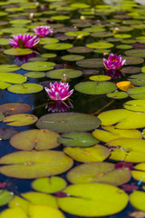 Flowering Lillypad in Pond