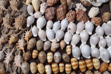 Cowry and other Indian Ocean shells in Zanzibar