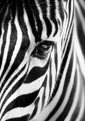Poster Im Rahmen Porträt eines Zebras. Schwarz und weiß. © kasto