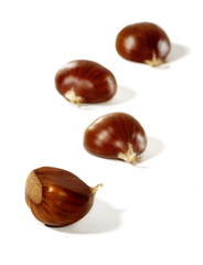 Four fresh shiny chestnuts isolated on a white background.
Soft focus.