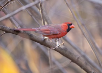 Northern Cardinal (Cardinalis cardinalis)