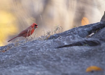 Northern Cardinal (Cardinalis cardinalis)