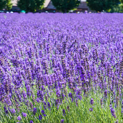 Obraz premium beautiful lavender flowers blossom in the garden
