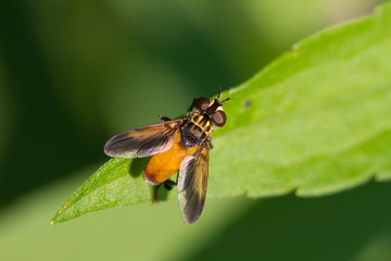 Top View of Fly Sitting on a Green Leaf