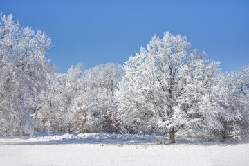 Snowy Winter Trees