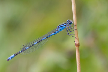 The Tule Bluet (Enallagma carunculatum) 