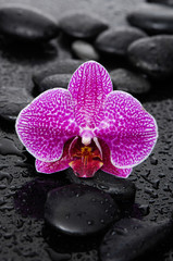 beautiful orchid with therapy stones 