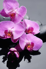 Beautiful branch pink orchid with therapy stones 