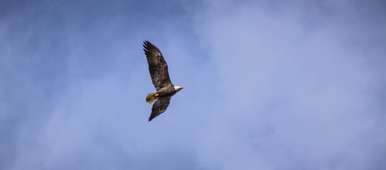 Bald Eagle in the Wild