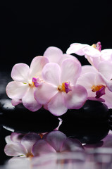 Beautiful orchid with and therapy stones 