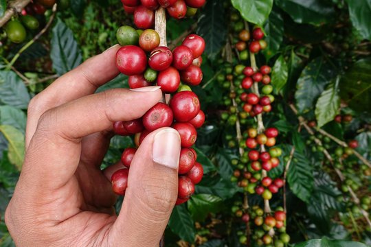 close up hand keep coffee beans for harvesting