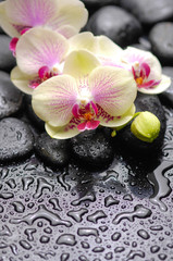 Lying down orchid with therapy stones 
