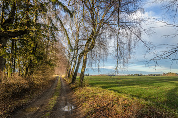 Fototapeta na wymiar German landscape with birch trees alongside a path
