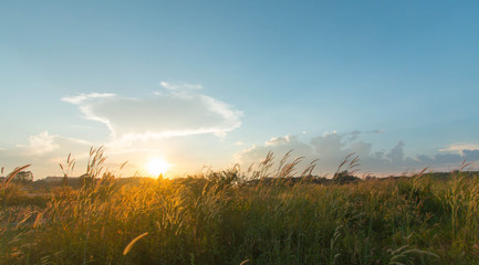 Sky at sunset behind tropical grass