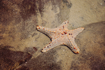 Starfish in a rockpool, selective focus, color filter