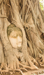 Buddha head overgrown by fig tree in Wat Mahathat. Ayutthaya historical park.