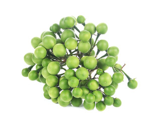 Solanum torvum on white background