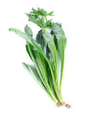 Obraz premium Culantro , Parsley and Spring onion isolated on white background