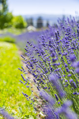 View of Fresh Lavender in Fields