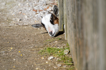 Head of a goat stuck by the fence