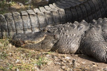 Alligator sunning itself close up