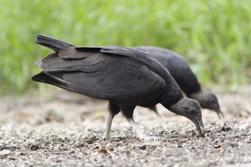 Two black vultures