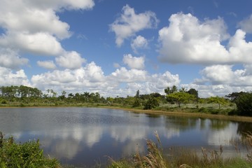 Fototapeta na wymiar Lake in the Everglades