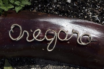 Oregano growing next to label