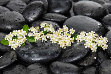 Tropical white flower with wet stones on wet background