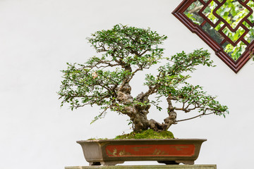 The beauty of the Chinese traditional gardens and green bonsai plants