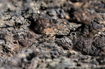 Macro of the bark structure of a certain wood
