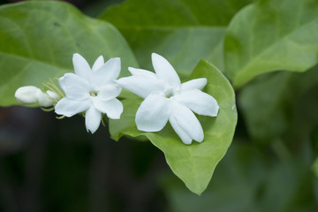 Fototapeta na wymiar White Jasmine Flower
