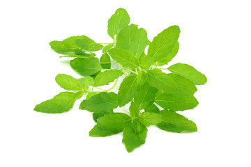 Green leaves of the herb