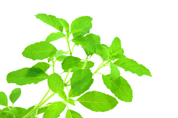 Green leaves of the herb