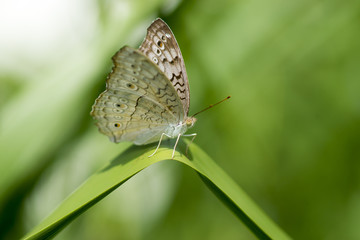 Fototapeta na wymiar Butterfly name Grey Pansy (Junonia atlites)