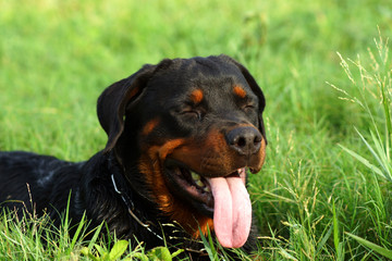 Portrait of nice Rottweiler in the meadow