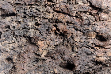 Macro of the bark structure of a certain wood