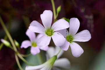 Pink flower of Indian park. (Oxalis sp.)