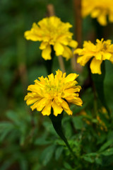 Mini marigolds flowers
