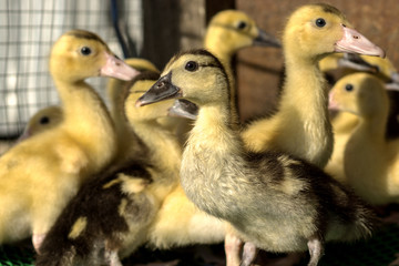 Ducklings flocks.