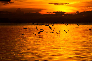 Sunset at the lake and swallows.