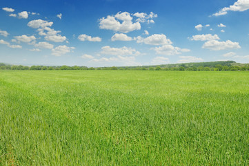 green field and blue sky with clouds