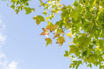 Green maple leave on blue sky background