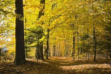 Las w pięknych jesiennych kolorach w pogodny dzień.
Pięknie wybarwione jesienne liście na drzewach w lesie.