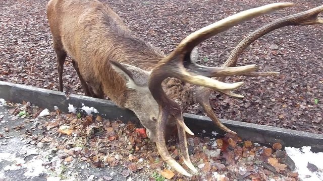 ein gro&szlig;er ausgewachsenen Rothirsch im Wald