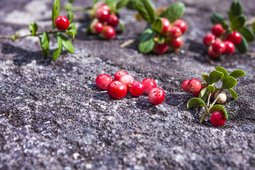Lingonberries vaccinium vitis-idaea