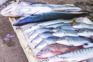 Fish market in Phu quoc, Vietnam